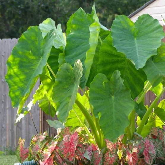 Thumb 4
